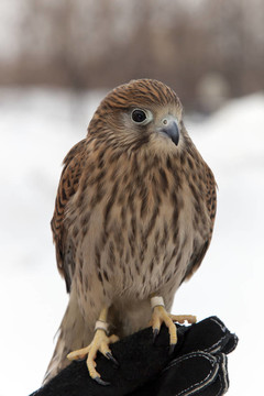 隼鳥(niǎo)