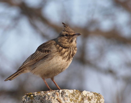 鳳頭百靈；Galerida cristata