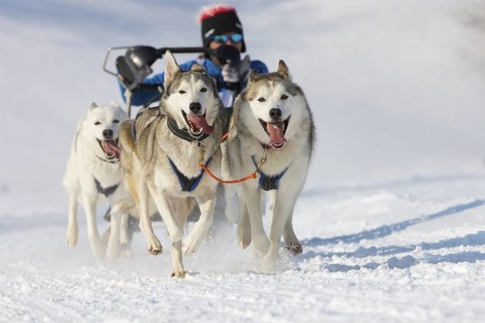 雪橇犬比賽在Lenk /瑞士2012