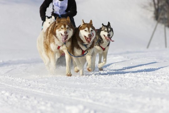 雪橇犬比賽在Lenk /瑞士2012