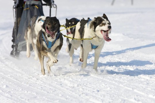 雪橇犬比賽在Lenk /瑞士2012