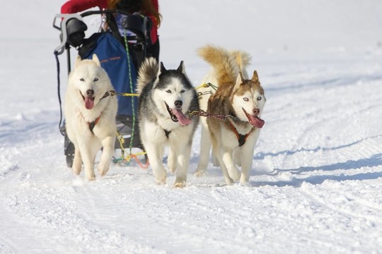 雪橇犬比賽在Lenk /瑞士2012