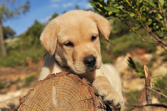 小狗拉布拉多獵犬
