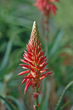 在Hanbury花園蘆薈