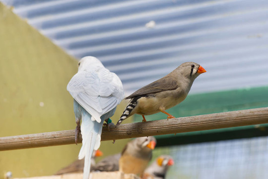籠子里的鳥