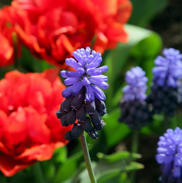 Keukenhof園林花壇