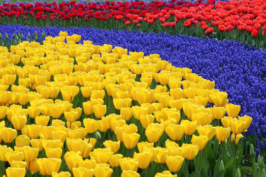 Keukenhof園林花壇