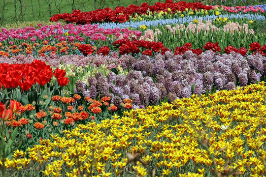 Keukenhof園林花壇