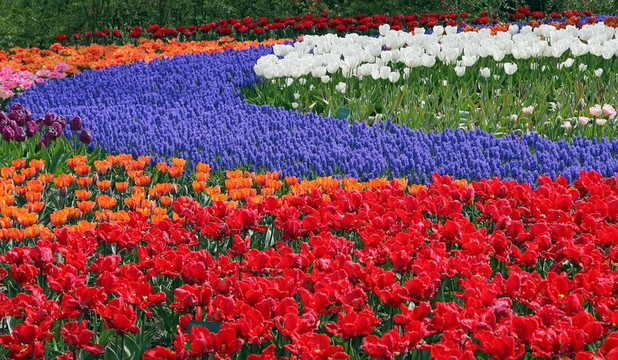 Keukenhof園林花壇