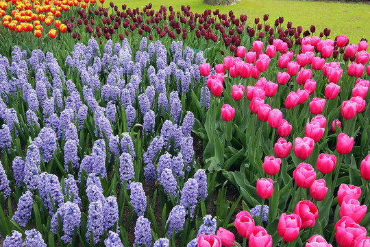 Keukenhof園林花壇