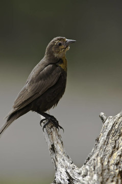 Yellow Head Blackbird（女）