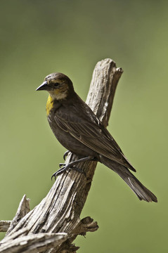 Yellow Head Blackbird（女）