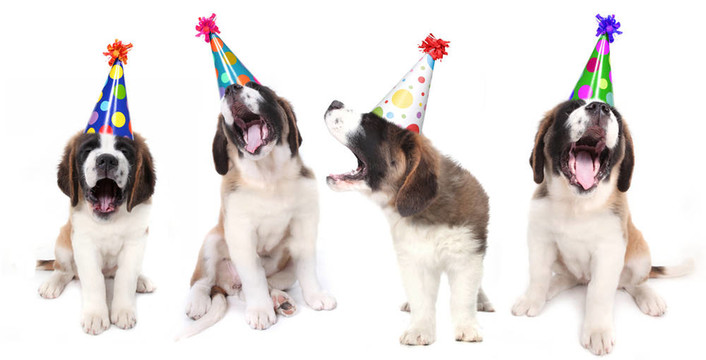 歌唱Saint Bernard Dogs慶祝