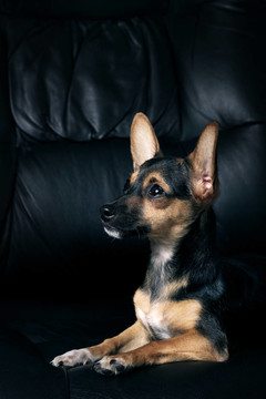 迷你杜賓犬