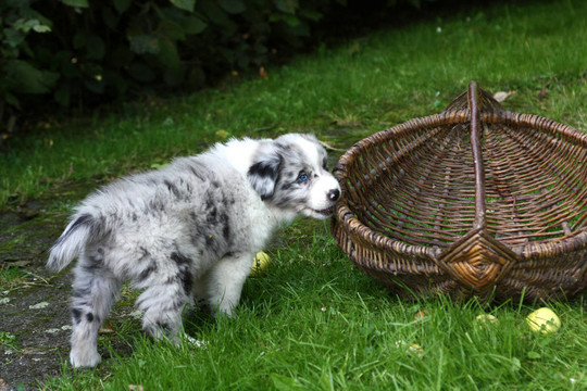澳洲牧羊犬