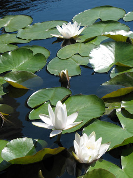 水百合