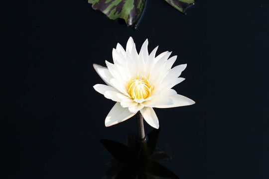 水百合