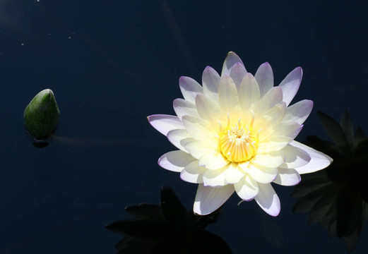 水百合