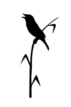 坐在稀土元素上的鳥