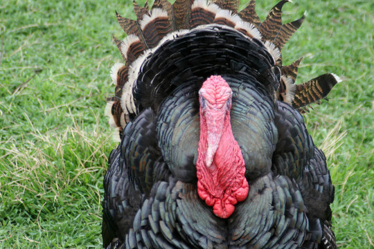 turkeycock