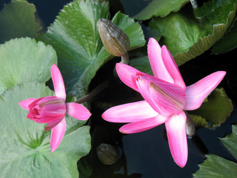 水百合