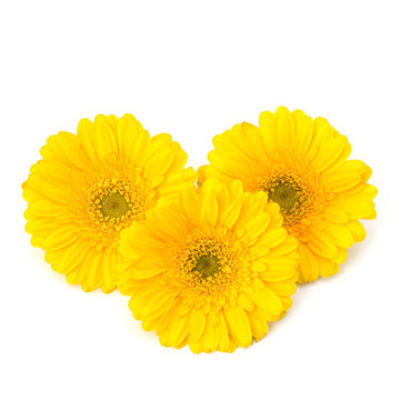 美麗的雛菊非洲菊