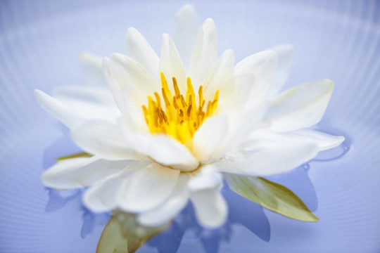 蓮花