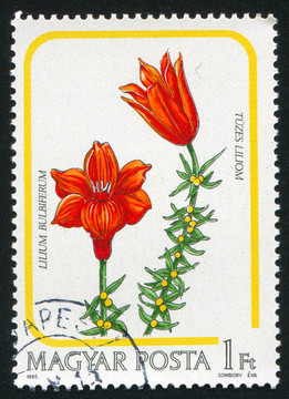 百合花