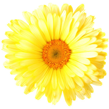金盞花
