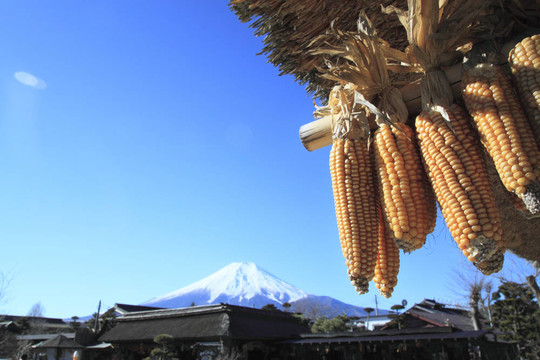 黃色的玉米和Mt.fuji