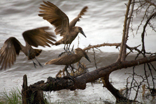 Hammerkops（Scopus umbretta）