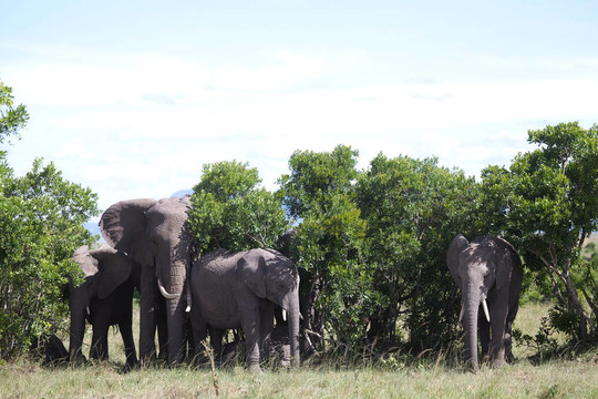 非洲大象（Loxodonta africana）