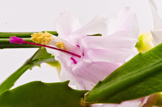 圣誕仙人掌- Schlumbergera truncata