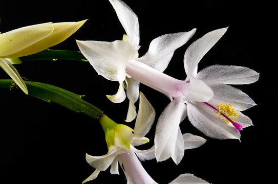 圣誕仙人掌- Schlumbergera truncata