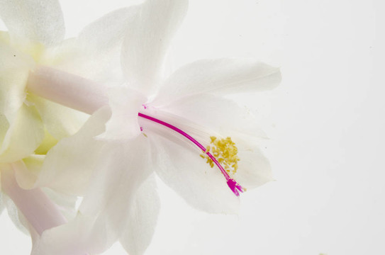 圣誕仙人掌- Schlumbergera truncata