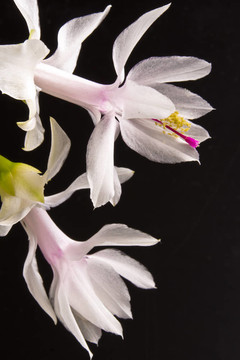 圣誕仙人掌- Schlumbergera truncata