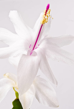 圣誕仙人掌- Schlumbergera truncata