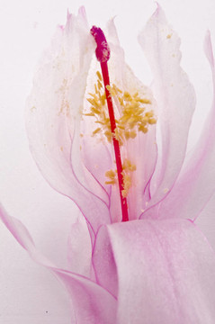 圣誕仙人掌- Schlumbergera truncata
