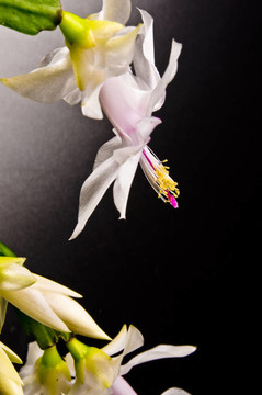 圣誕仙人掌- Schlumbergera truncata