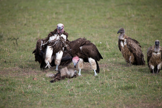 禿鷲（torgus搭接面臨tracheliotus）和白背禿鷲（Gyps africanus）