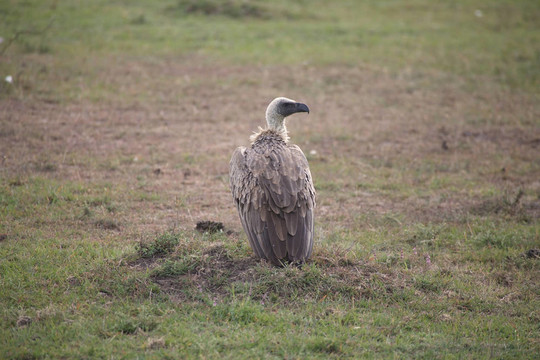 白背禿鷲（Gyps africanus）