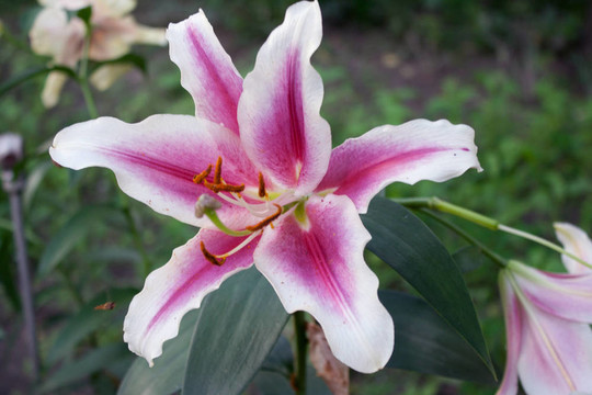 布什關(guān)于Lily flower的拍攝