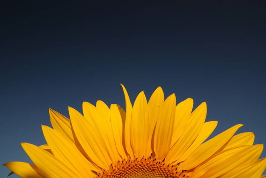 sonflower