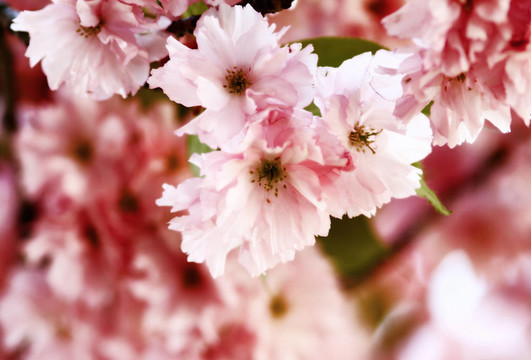 櫻花