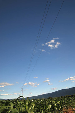 玉米田和戲劇天空的晴天…