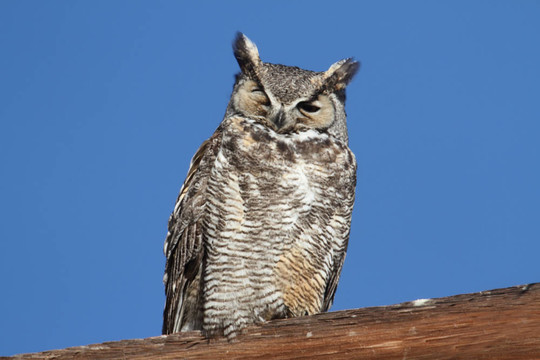 大角貓頭鷹（Bubo virginianus）