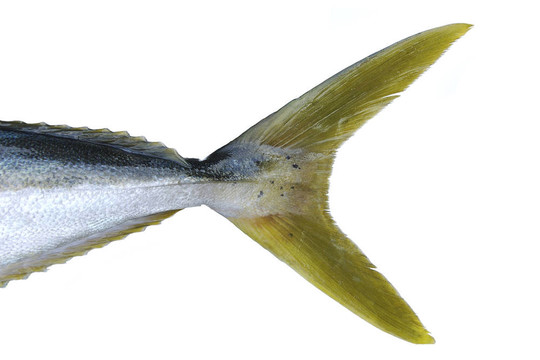 黃尾魚(yú)