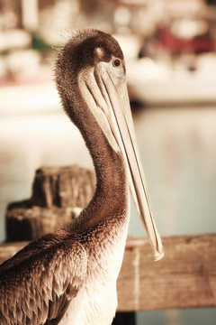 Pelican單色