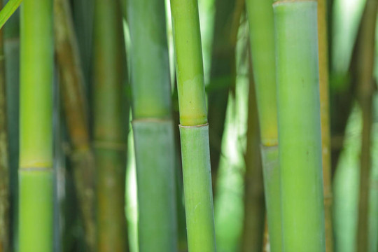 竹