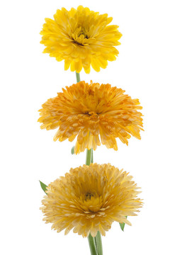 金盞花